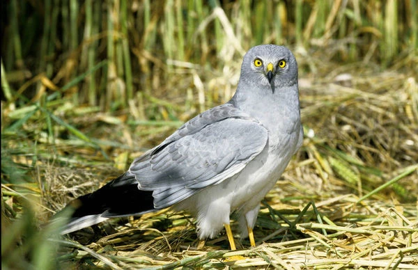 Northern-harrier-circus-cyaneus-15470030