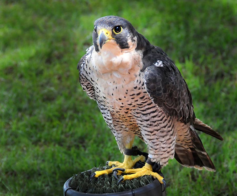 falcoperegrinusbrookei1