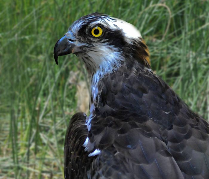 pandionaliaetus2